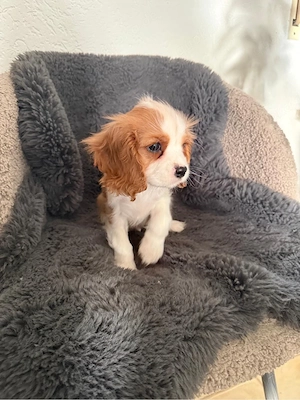 cavalier king cherles spaniel