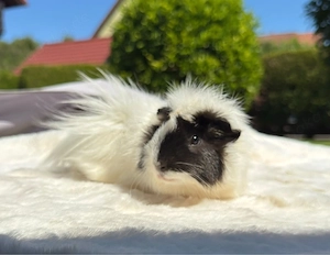 Meerschwein, Meerschweinchen 