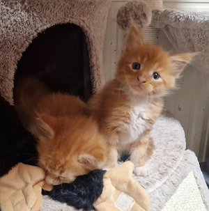Maine Coon Kitten