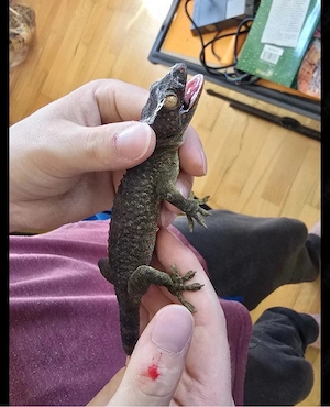 2 Tokeh Gecko Weibchen abzugebe