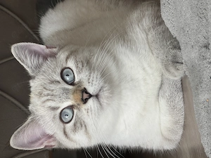 Britisch-Kurzhaar-Katze 