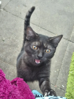Katzen suchen eine liebevolle Familie!   