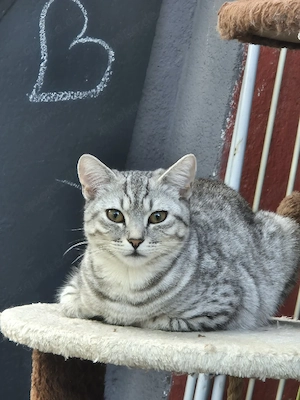 Katzen suchen eine liebevolle Familie!   