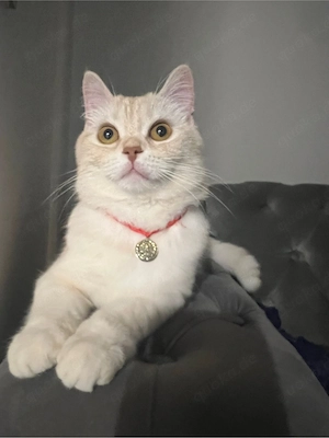 bkh katze 19 monate 