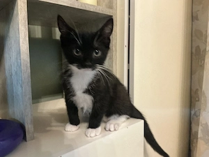 bkh mix kitten
