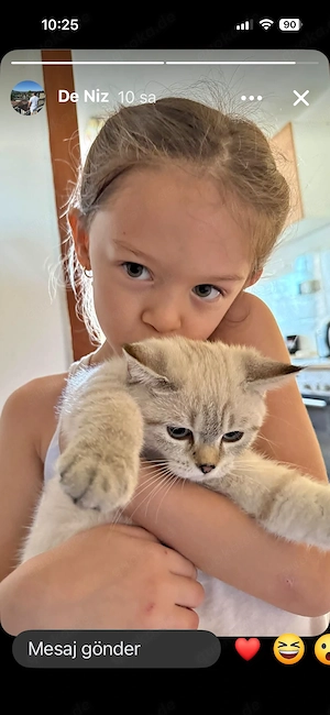 British kurz hair katze