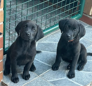 Labrador Retriever Welpen reinrassig 