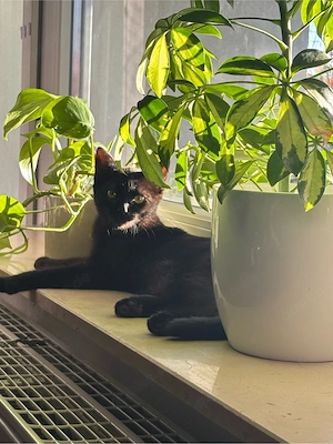 katze mia 