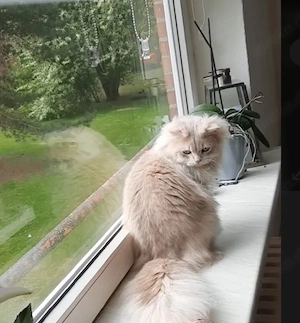 blh kater blau golden