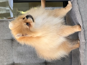 Miniatur-Pomeranian 