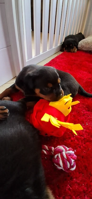 Rottweiler Welpen 