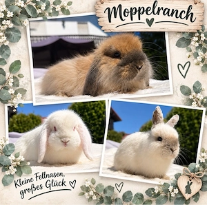 Minilop, Mini Lop, Zwergkaninchen, Zwergwidder