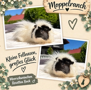 Meerschwein, Meerschweinchen 