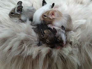 Super niedliche Degu Kids:viel Schecken,Agouti,Sand,Schoko, suchen ihren Lieblingsmenschen! Bild 4