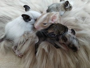 Super niedliche Degu Kids:viel Schecken,Agouti,Sand,Schoko, suchen ihren Lieblingsmenschen!