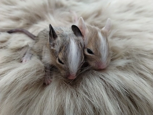 Super niedliche Degu Kids:viel Schecken,Agouti,Sand,Schoko, suchen ihren Lieblingsmenschen! Bild 5