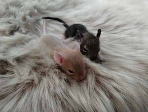 Super niedliche Degu Kids:viel Schecken,Agouti,Sand,Schoko, suchen ihren Lieblingsmenschen! Bild 6