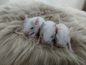 Super niedliche Degu Kids:viel Schecken,Agouti,Sand,Schoko, suchen ihren Lieblingsmenschen!