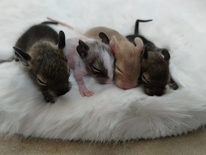 Super niedliche Degu Kids:viel Schecken,Agouti,Sand,Schoko, suchen ihren Lieblingsmenschen!