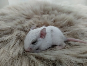 Super niedliche Degu Kids:viel Schecken,Agouti,Sand,Schoko, suchen ihren Lieblingsmenschen! Bild 8