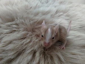Super niedliche Degu Kids:viel Schecken,Agouti,Sand,Schoko, suchen ihren Lieblingsmenschen! Bild 7
