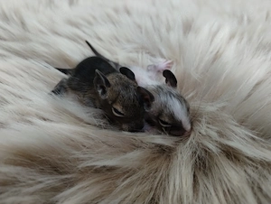 Super niedliche Degu Kids:viel Schecken,Agouti,Sand,Schoko, suchen ihren Lieblingsmenschen! Bild 9