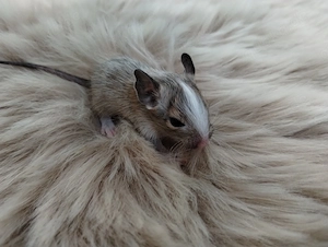 Super niedliche Degu Kids:viel Schecken,Agouti,Sand,Schoko, suchen ihren Lieblingsmenschen! Bild 10