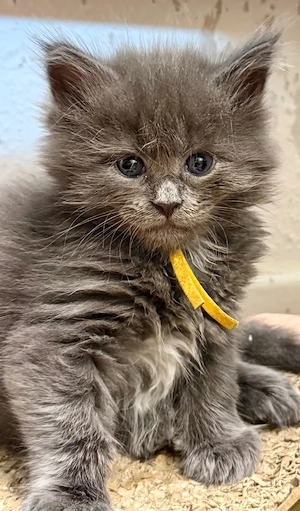    7 Maine-Coon-Kitten in Blue & Blue Tabby   geb. 04.08.2026   