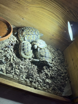 4 Schildkröten Testudo hermanni mit Zubehör 