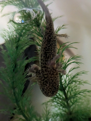 Axolotl Jungtiere abzugeben ab 12cm 