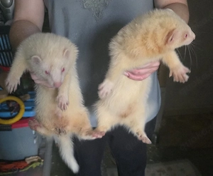 2 weiße Frettchen Rüden