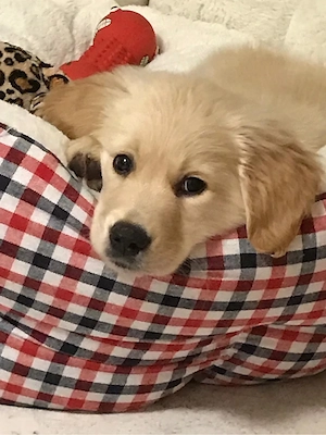 Golden Retriever Welpen bieten Bund fürs Leben