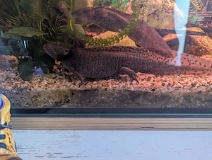 Axolotl Jungtier weiblich 20cm