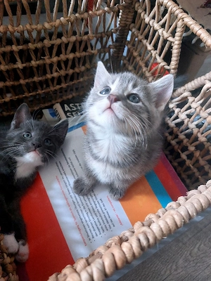 babykatze 