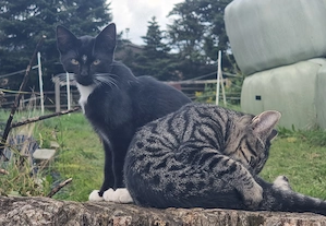 Babykatzen zu verkaufen 