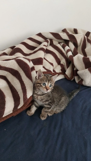 katze aus bremrn 
