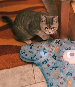 BKH - Katerchen abgabebereit  Bild 4