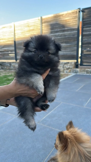 Zwergspitz Pomeranien Welpen  Bild 6