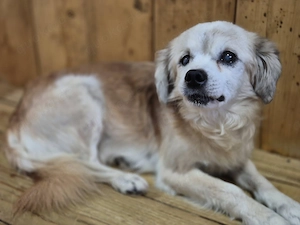 Kleiner Rüde Clyde sucht sein neues Zuhause