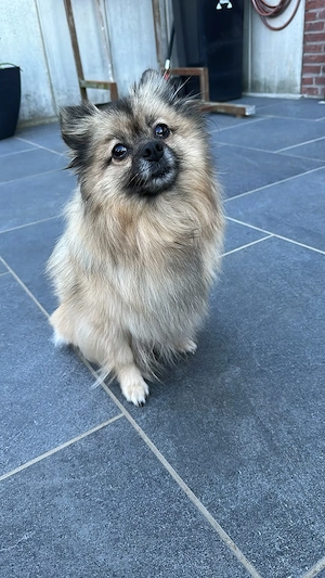 Zwergspitz Pomeranien Welpen  Bild 8