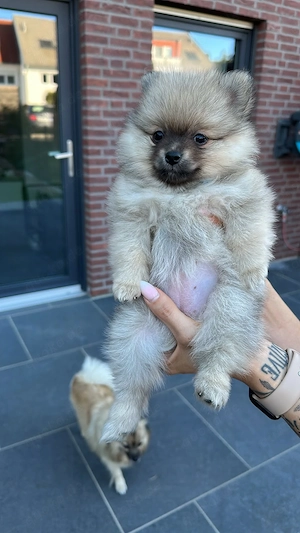 Zwergspitz Pomeranien Welpen  Bild 3