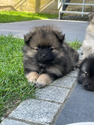 Zwergspitz Pomeranien Welpen  Bild 1