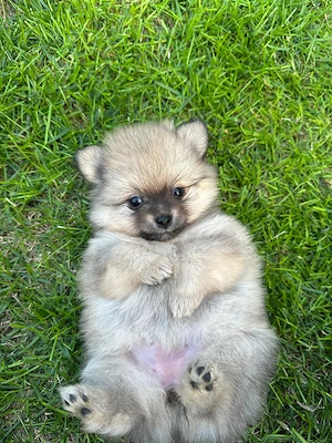 Zwergspitz Pomeranien Welpen  Bild 4