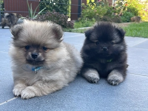 Zwergspitz Pomeranien Welpen  Bild 5