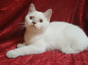 Unsere Amy sucht ein Zuhause!