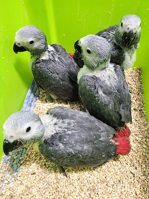 Junge Graupapageien, männlich, Handaufzuchten zahm, geboren im Juni 2026 abzugeben. Bild 5