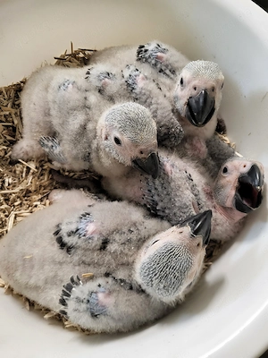 Junge Graupapageien, männlich, Handaufzuchten zahm, geboren im Juni 2026 abzugeben. Bild 6