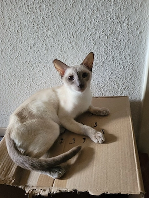 Siam katze Mädchen,  1,6 jahre alt