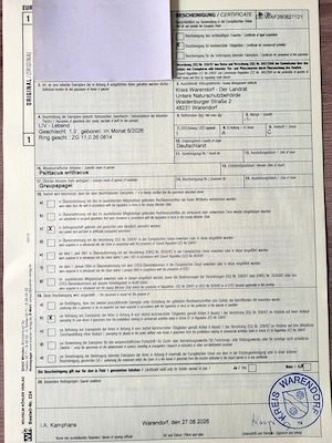 Junge Graupapageien, männlich, Handaufzuchten zahm, geboren im Juni 2026 abzugeben. Bild 8