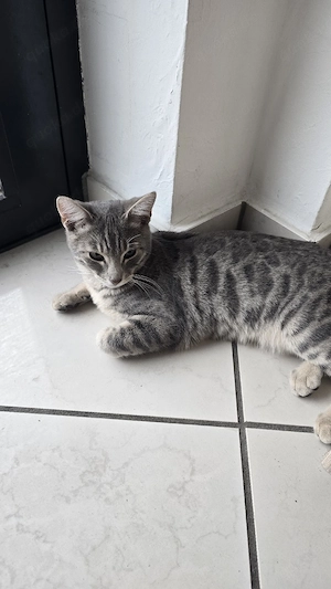 Süßes Bengal-Mix Kätzchen sucht ein liebevolles Zuhause